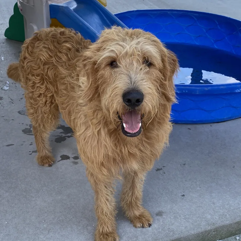 An adult large-sized male Golden Goldendoodle dog named Grady for adoption in Hartford, KY