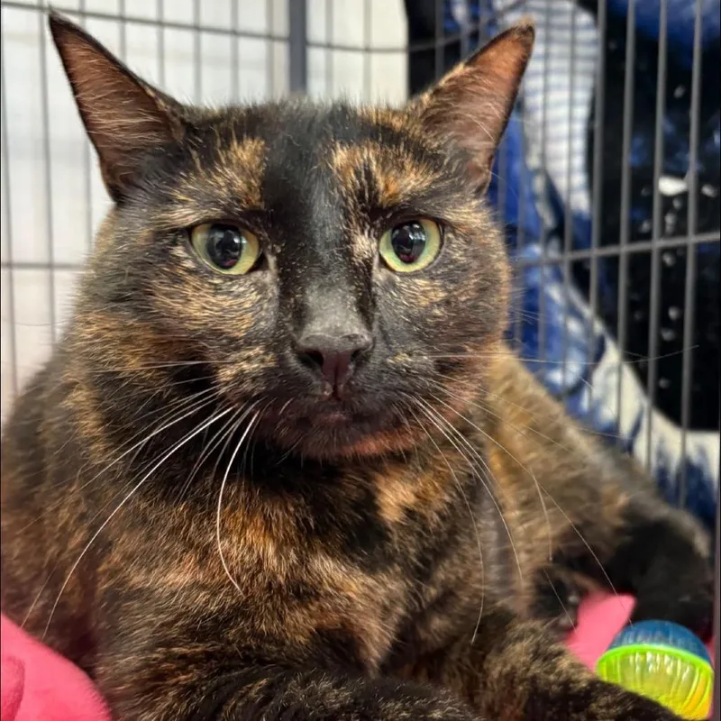 An adult large-sized female Tortoiseshell Domestic Short Hair cat named Curry for adoption in Hamburg, NY