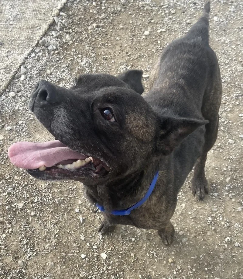 An adult medium-sized female Brindle Pit Bull Terrier dog named Anyra for adoption in Evansville, IN