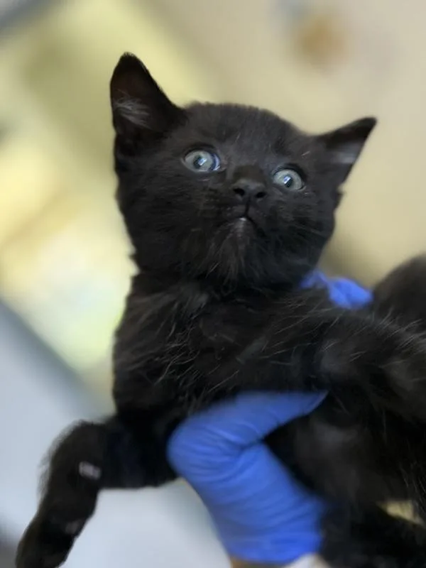 A baby medium-sized male Domestic Short Hair cat named Ruffles for adoption in Victorville, CA