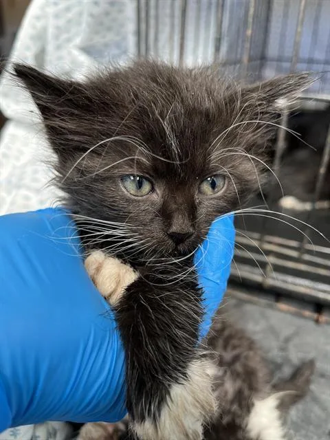 A baby small-sized female Domestic Medium Hair cat named A for adoption in Chula Vista, CA