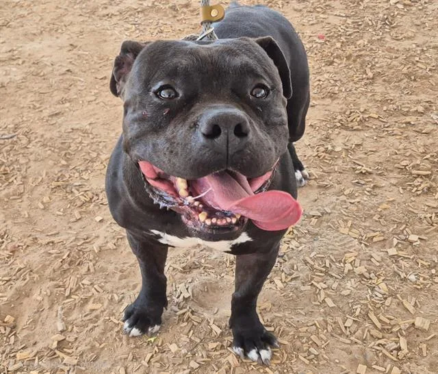An adult large-sized male Pit Bull Terrier dog named Eight for adoption in Albuquerque, NM