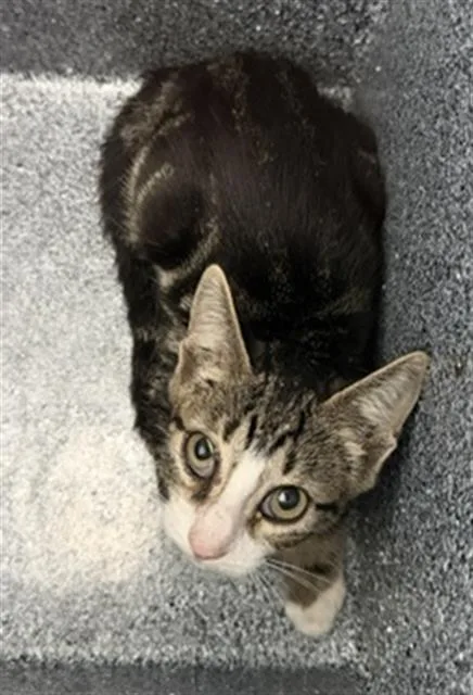 A baby medium-sized female Domestic Short Hair cat named Echo for adoption in Dallas, TX