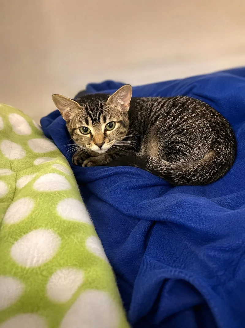 A baby small-sized female Domestic Short Hair cat named Kanga for adoption in Rio Linda, CA