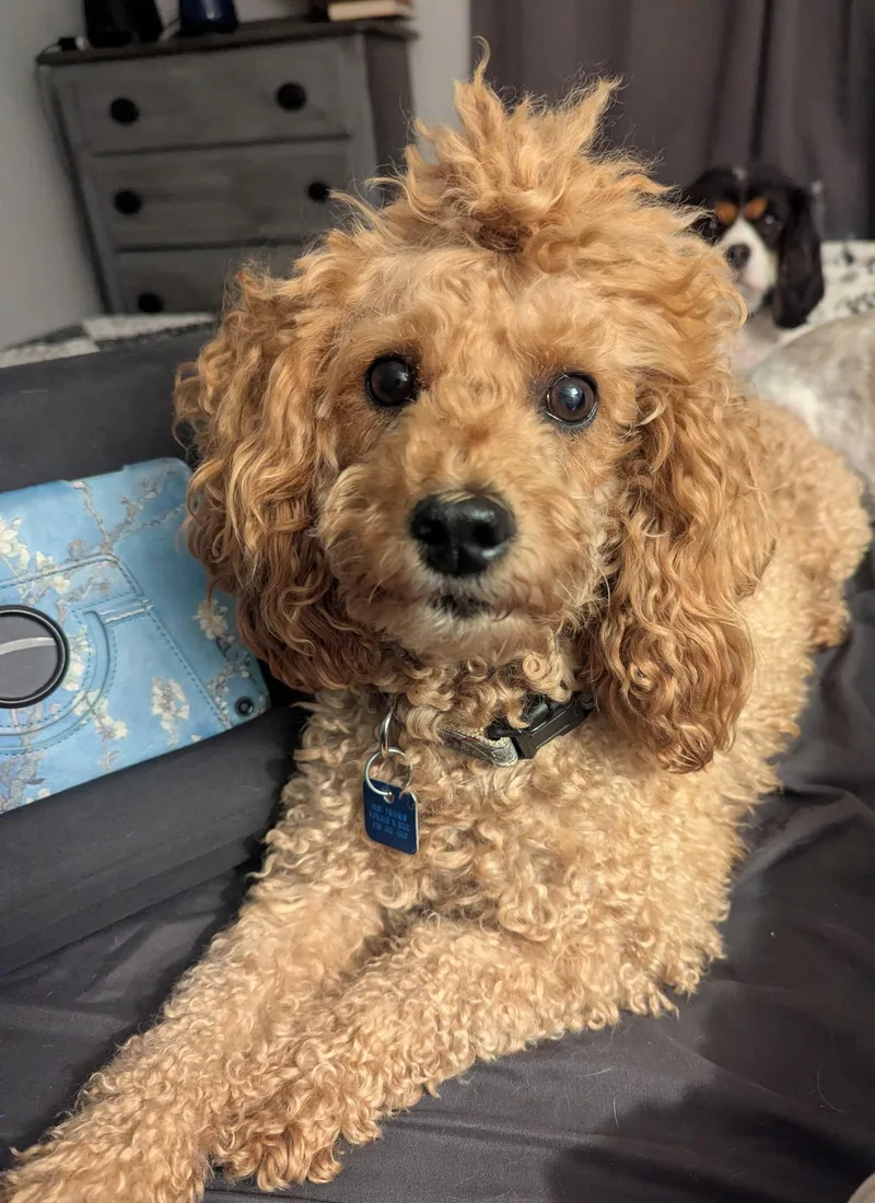 An adult small-sized female Apricot / Beige Miniature Poodle dog named Harlow for adoption in Maumee, OH
