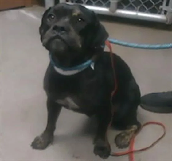 An adult large-sized female Pit Bull Terrier dog named Scrunchie for adoption in Phoenix, AZ