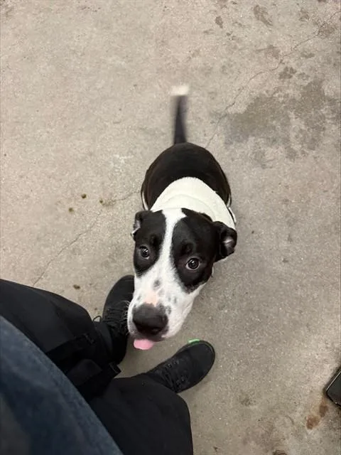 Oreo