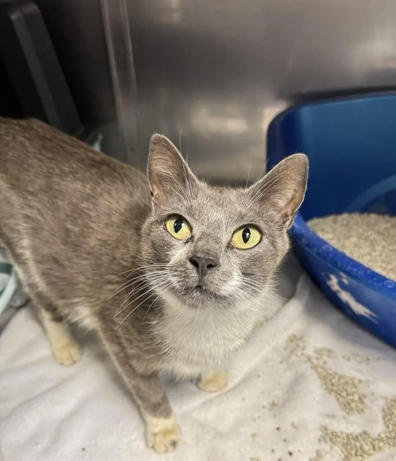 An adult medium-sized female Gray & White Domestic Short Hair cat named Karen from HR for adoption in Statesboro, GA