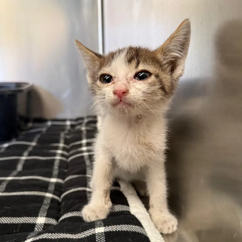 A baby small-sized male White Domestic Short Hair cat named Mercedes for adoption in Desert Hot Springs, CA