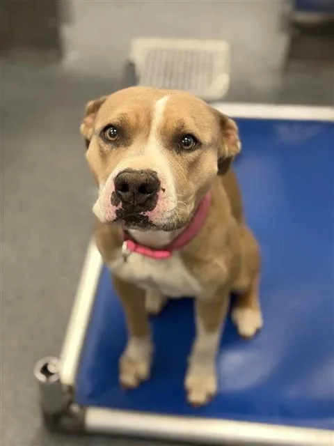 A young large-sized female Pit Bull Terrier dog named Zellie for adoption in Dallas, TX