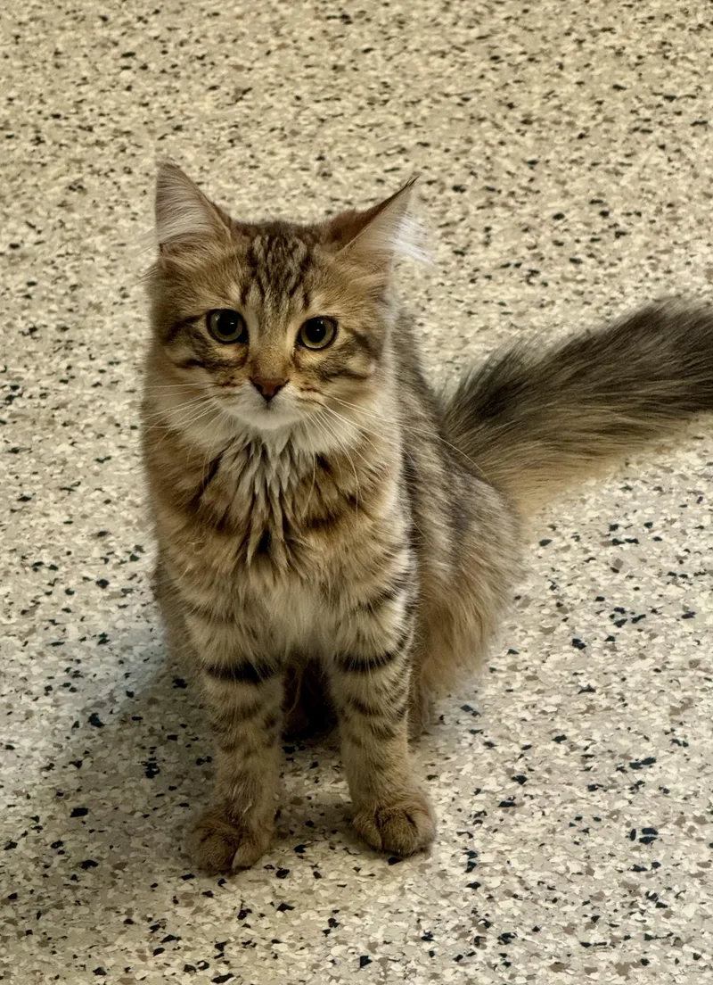 An adult medium-sized female Tabby (Brown / Chocolate) Domestic Long Hair cat named Vanya for adoption in Buffalo, MN