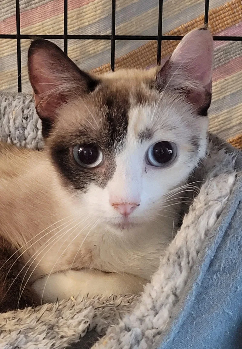 An adult medium-sized female Siamese cat named Whisper Secrets for adoption in Broomall, PA