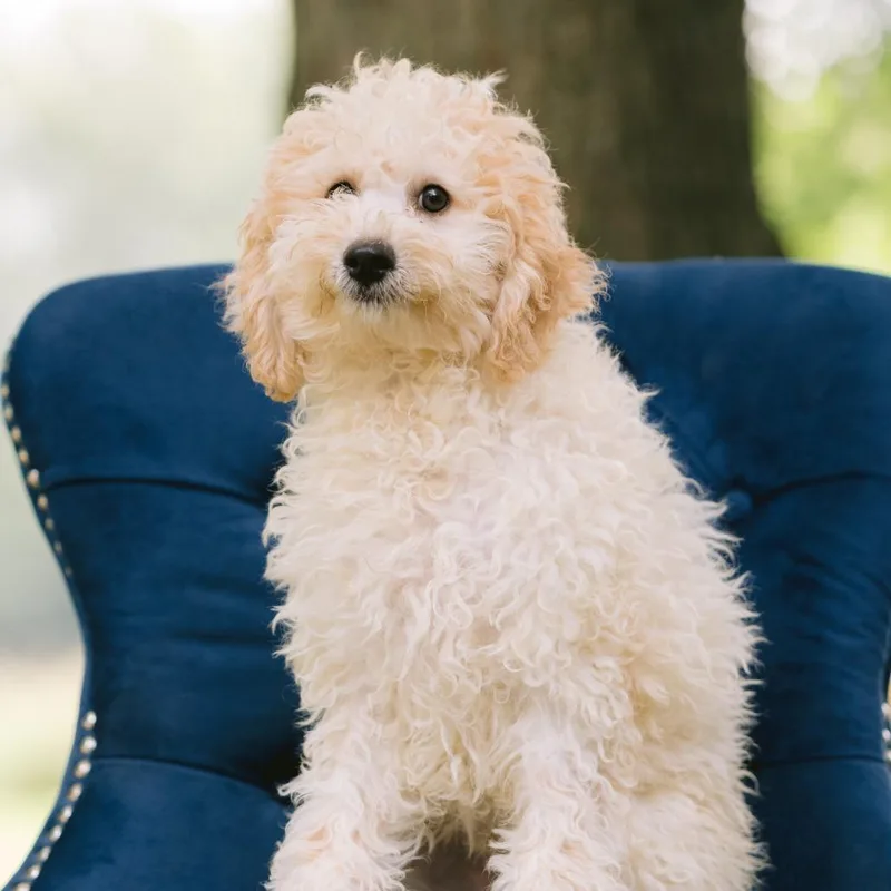 A baby small-sized male Bichon Frise dog named A Smoky Mountain Christmas for adoption in Zionsville, IN