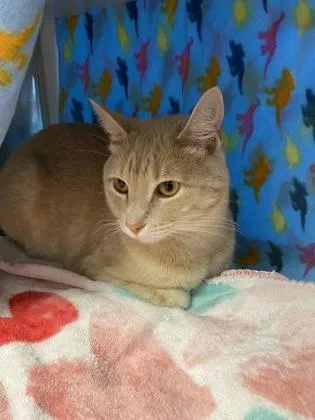 An adult medium-sized male Buff / Tan / Fawn Domestic Short Hair cat named Potato for adoption in Kansas City, MO