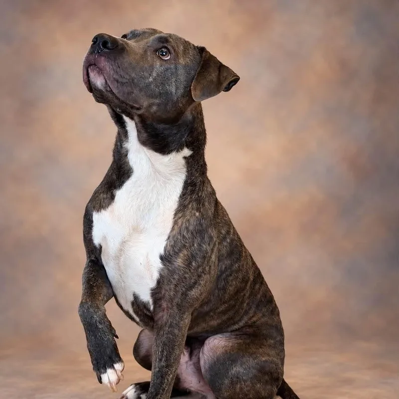 A young medium-sized male Brindle Labrador Retriever dog named Freddie for adoption in Williston, VT