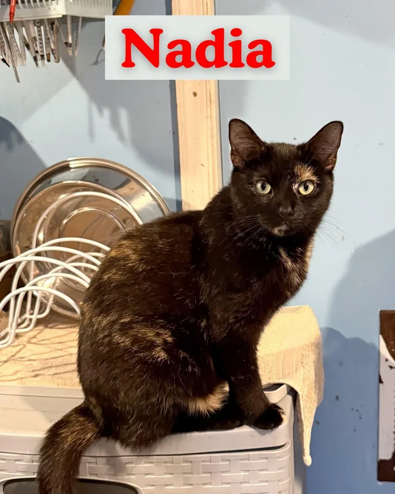 A young medium-sized female Domestic Short Hair cat named Nadia for adoption in Flint Hill, VA