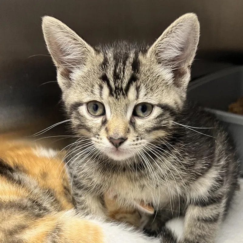 A baby small-sized male Brown / Chocolate Domestic Short Hair cat named Riley for adoption in Oneonta, NY