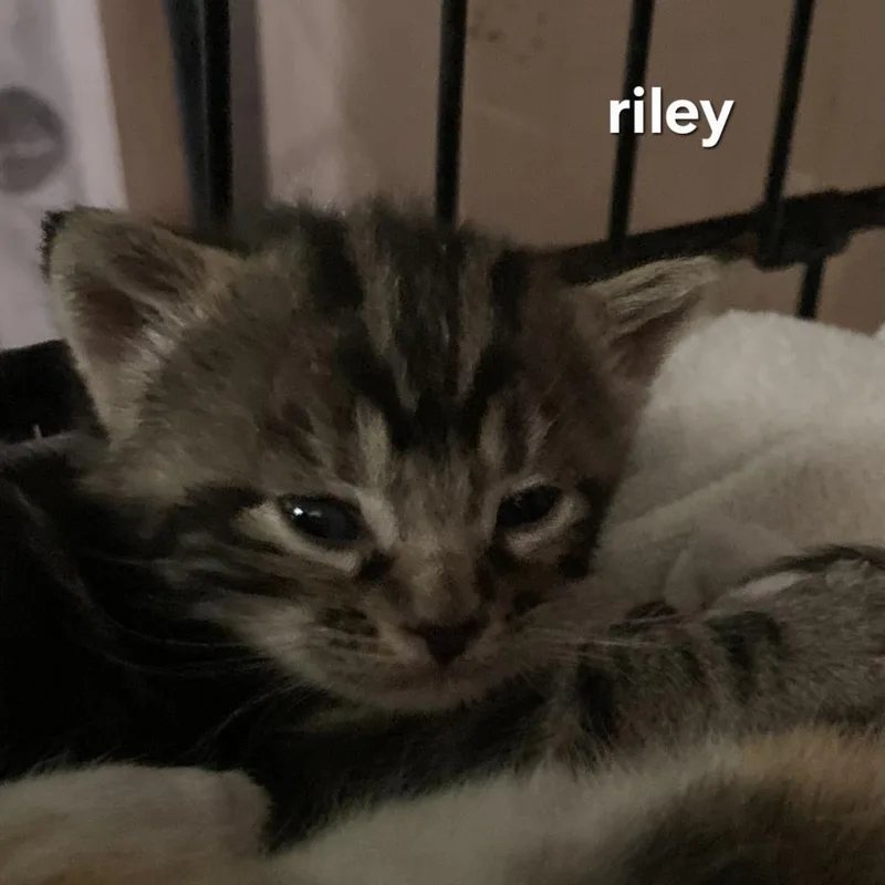 Riley thumbnail 3