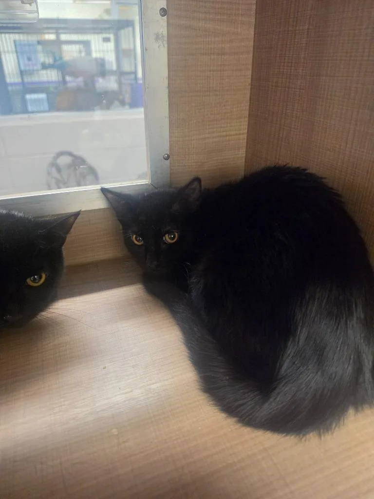 A baby medium-sized female Domestic Short Hair cat named Muffin for adoption in Bossier City, LA