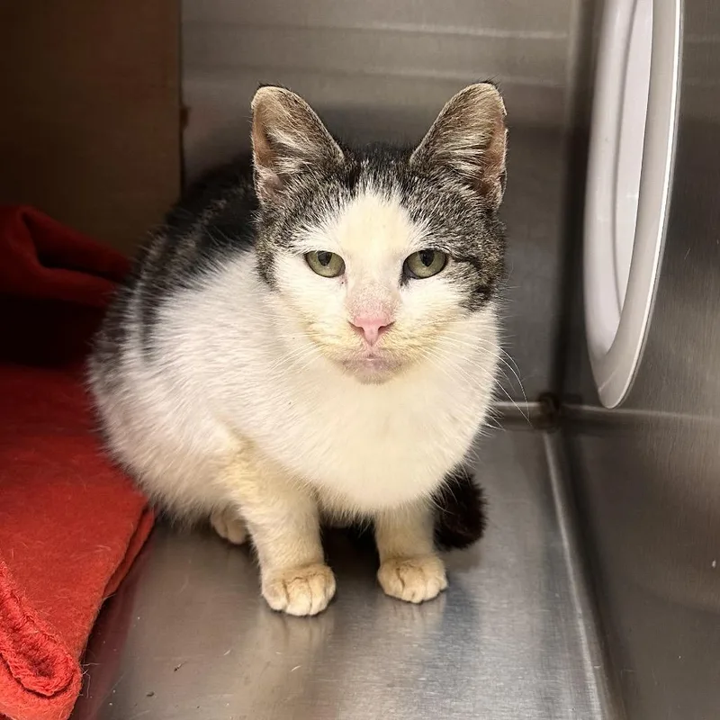 A young medium-sized female Brown / Chocolate Domestic Short Hair cat named Salami for adoption in East Smithfield , PA