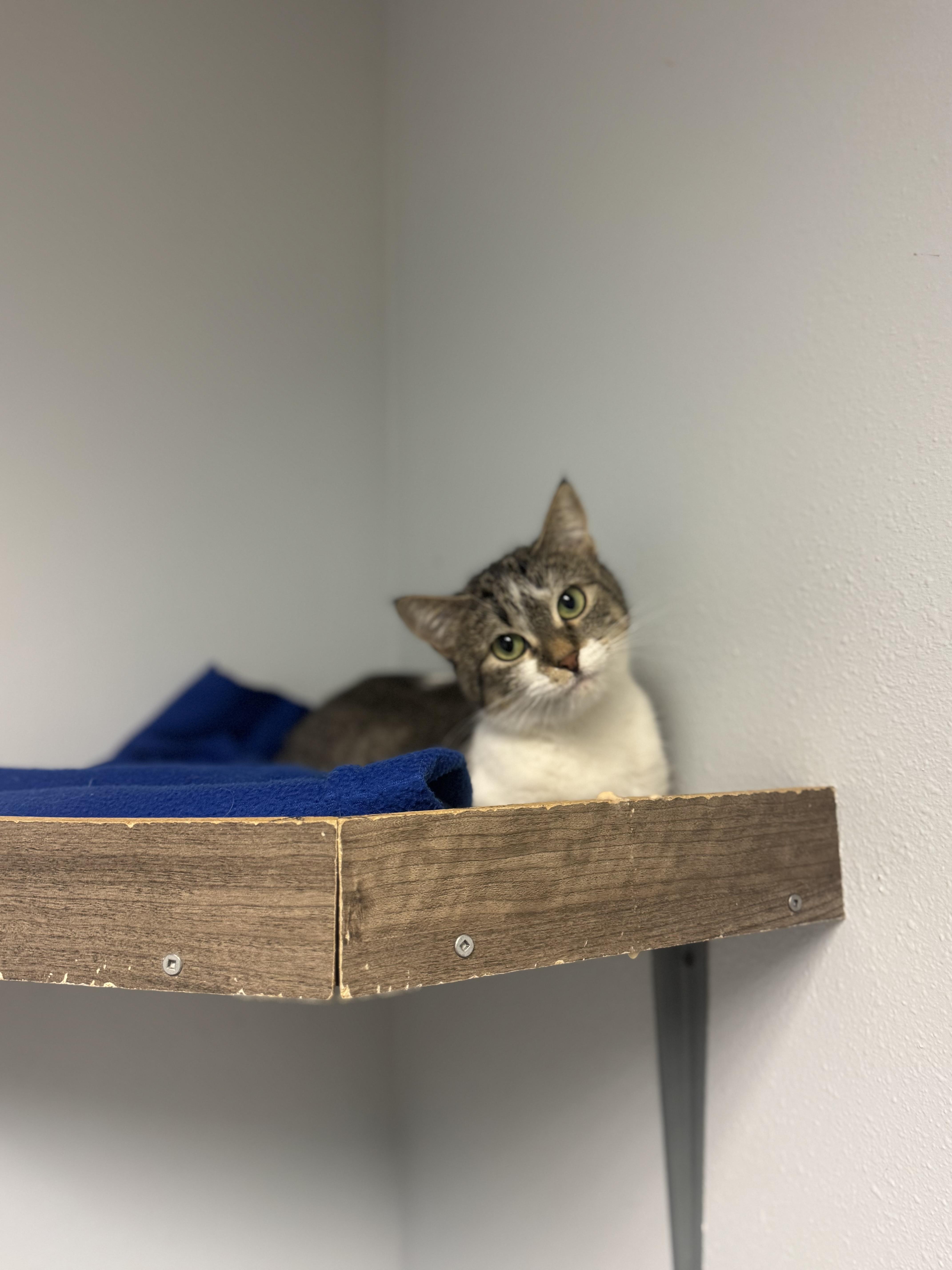 An adult medium-sized female White Domestic Short Hair cat named Char for adoption in Dodgeville, WI