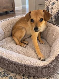 A baby small-sized female Golden Chiweenie dog named Cheshire for adoption in Tifton, GA