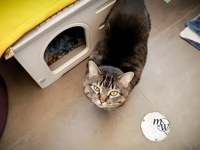 An adult small-sized female Domestic Short Hair cat named Piper for adoption in Omaha, NE