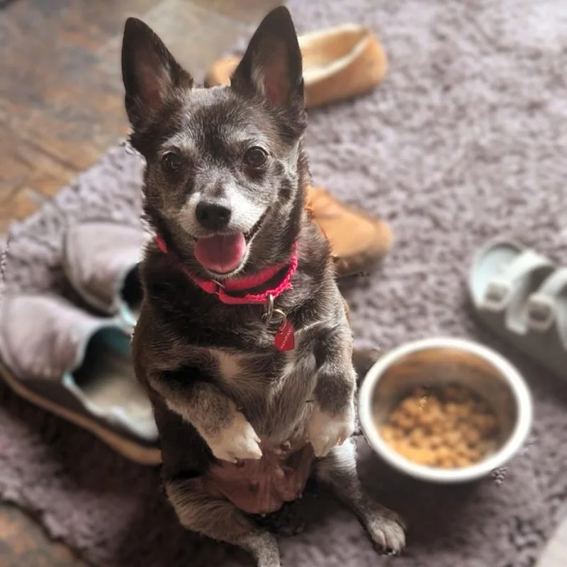 A senior small-sized female Chihuahua dog named Edna for adoption in Fargo, ND