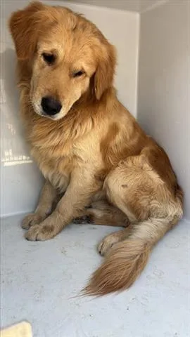 An adult large-sized male Golden Retriever dog named A for adoption in Houston, TX
