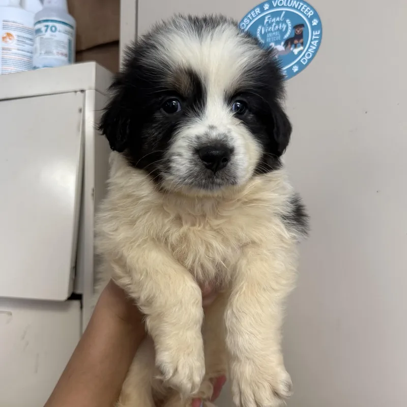 A baby large-sized male Tricolor (Brown, Black, & White) Great Pyrenees dog named East for adoption in Columbia, SC