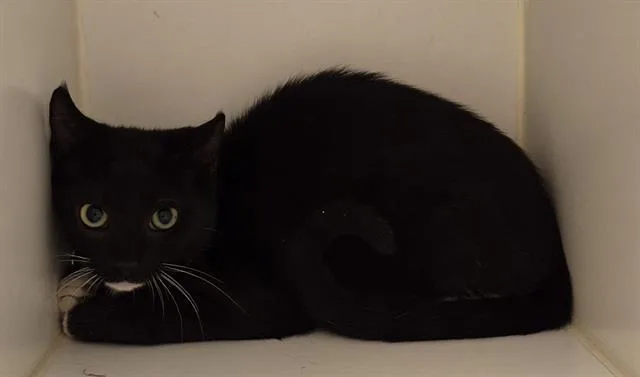 A baby small-sized female Domestic Short Hair cat named Fern for adoption in Lodi, CA