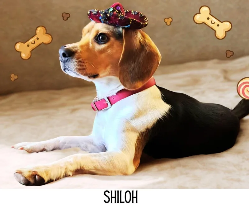 Shiloh thumbnail 4