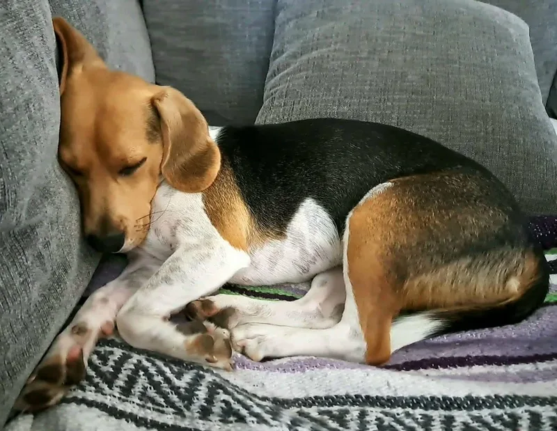 Shiloh thumbnail 6