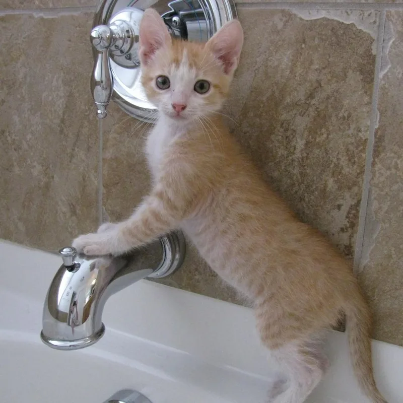 A baby small-sized male Tabby (Orange / Red) Domestic Short Hair cat named Pumpkin Waterworth for adoption in Morrison, CO