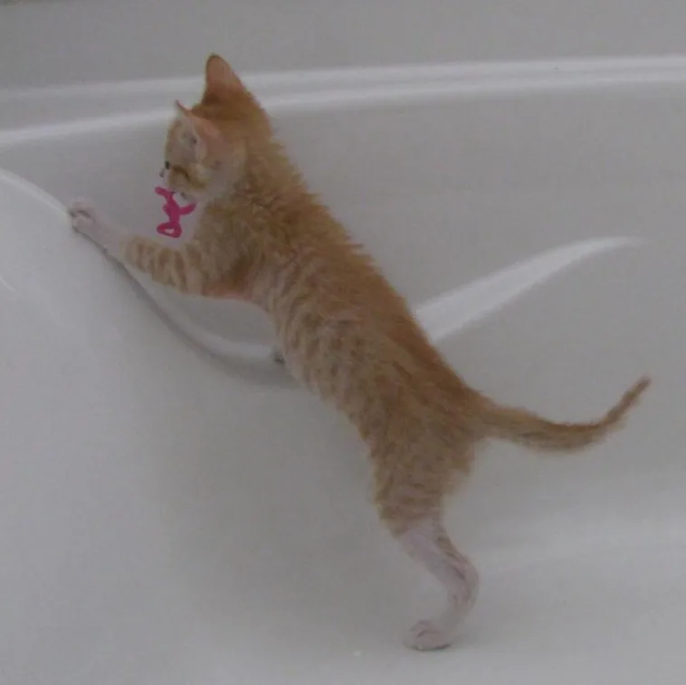 Pumpkin Waterworth thumbnail 3