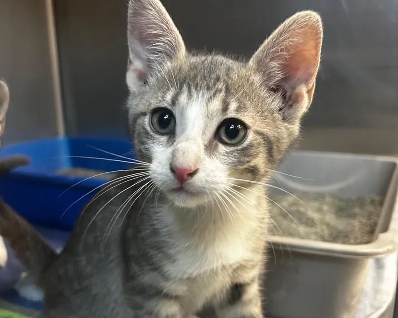 A baby small-sized male Tabby (Gray / Blue / Silver) Domestic Short Hair cat named September for adoption in Raleigh, NC