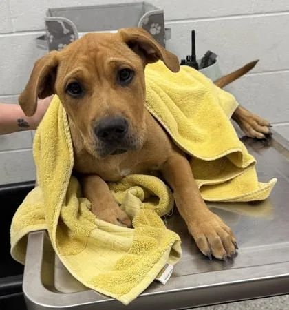 A baby medium-sized male Brown / Chocolate Mixed Breed dog named Timon for adoption in Kansas City, MO