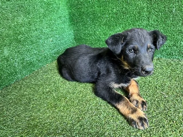 A baby small-sized male German Shepherd Dog dog named Darnell for adoption in Lancaster, CA