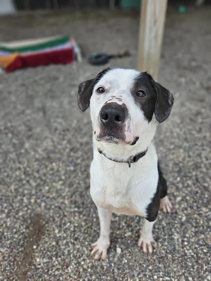 An adult large-sized male Black Labrador Retriever dog named Luke for adoption in Winona, MN
