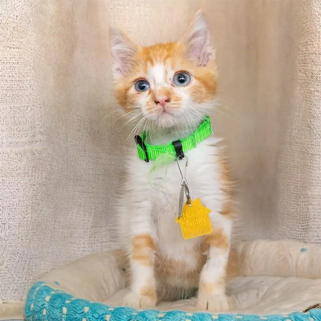 A baby small-sized male Domestic Short Hair cat named Pudding for adoption in St. Louis, MO