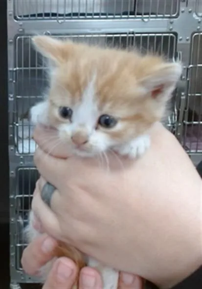 A baby small-sized male Domestic Short Hair cat named Winston for adoption in Salinas, CA