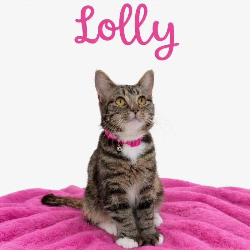 A young medium-sized female Tabby (Brown / Chocolate) Domestic Short Hair cat named Lolly At Avon Petco!! for adoption in Elyria, OH