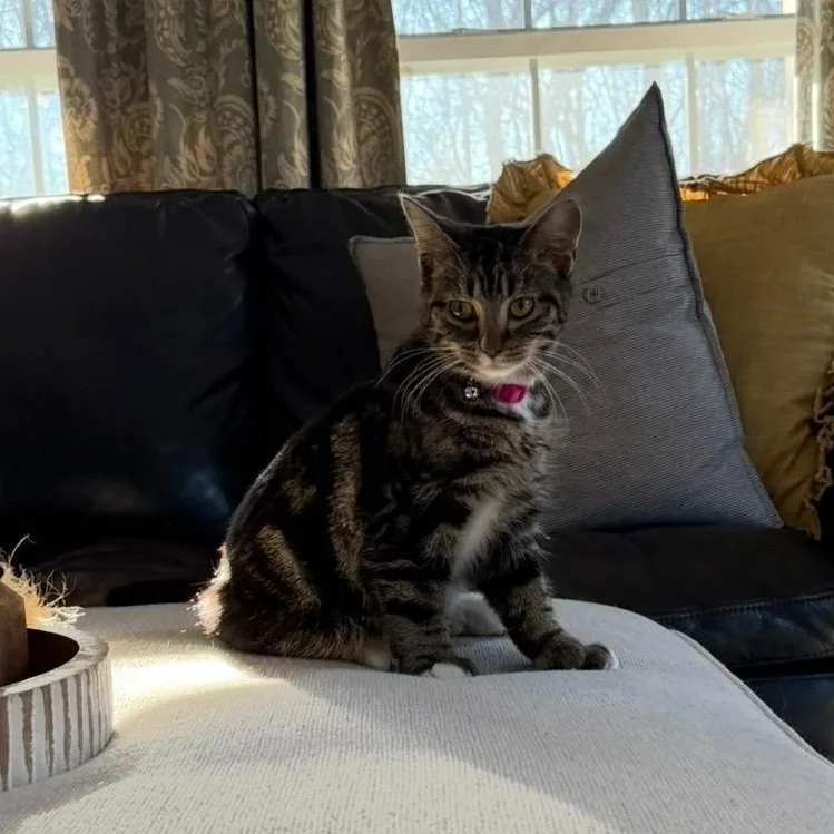 Lolly At Avon Petco!! thumbnail 2