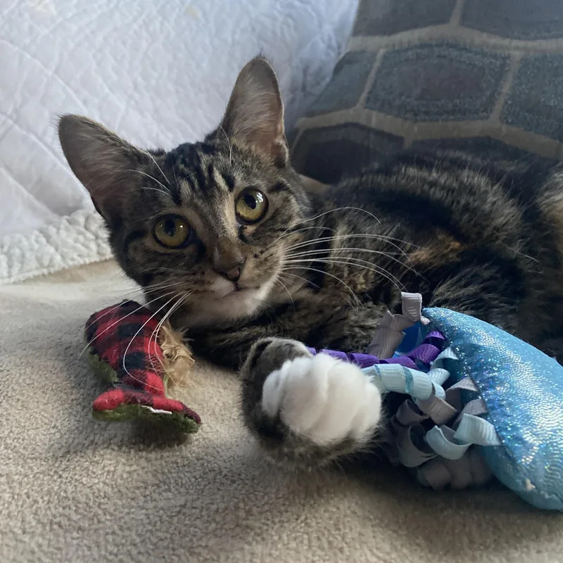 Lolly At Avon Petco!! thumbnail 3