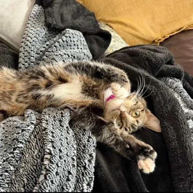 Lolly At Avon Petco!! thumbnail 4