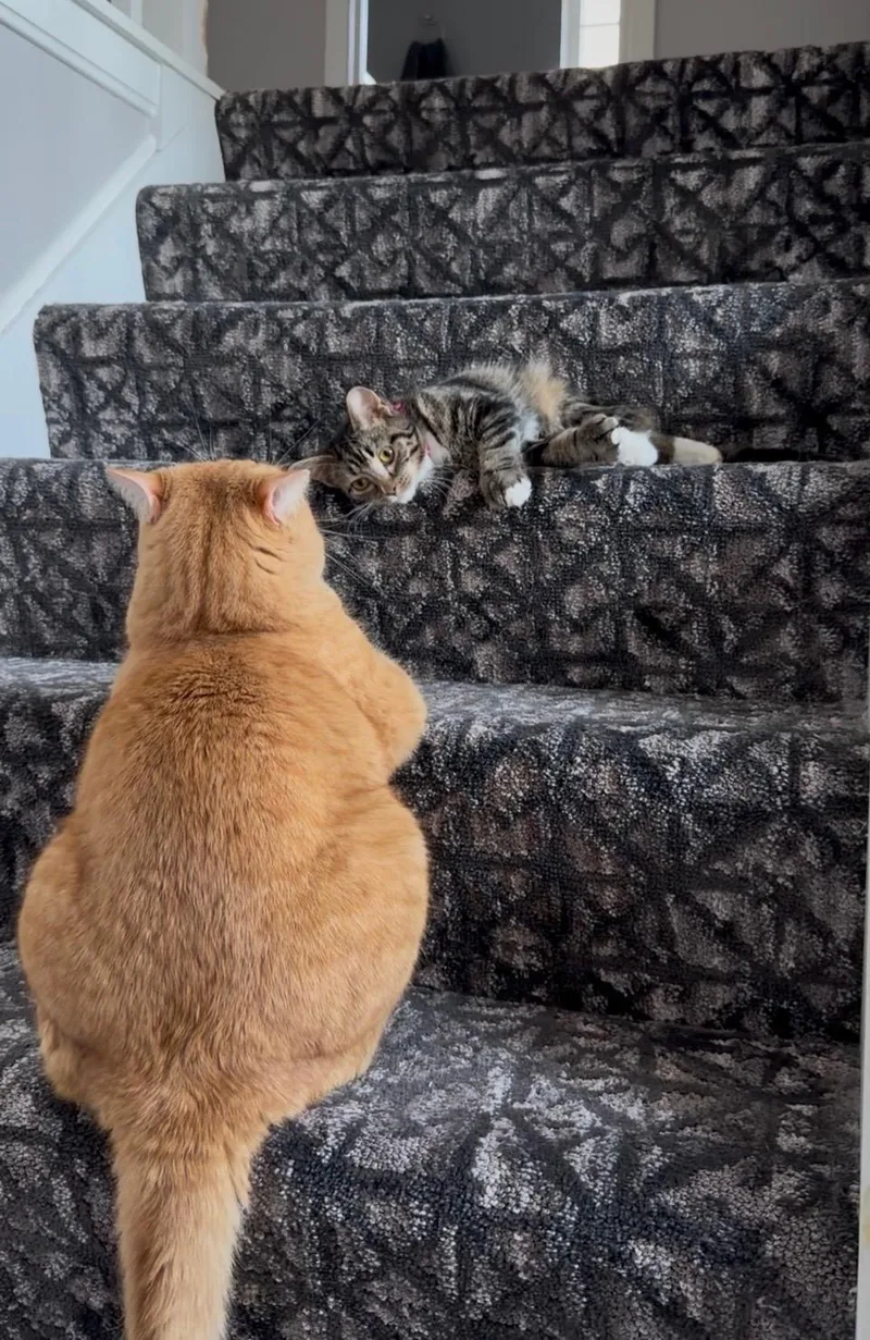 Lolly At Avon Petco!! thumbnail 5