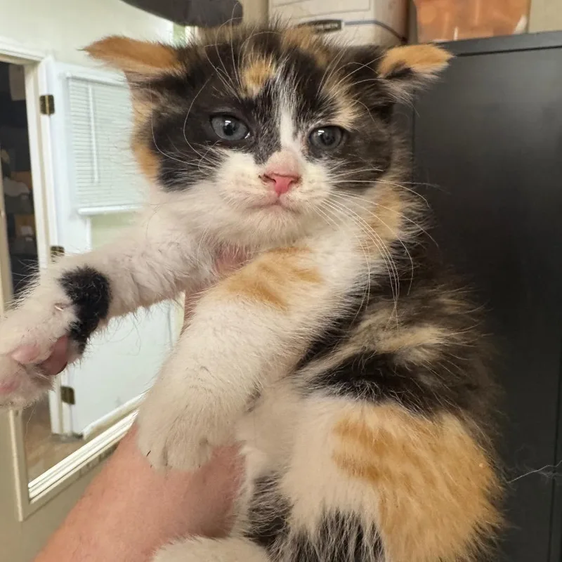 A baby small-sized female Orange / Red Domestic Short Hair cat named Lilypad for adoption in Pekin, IL