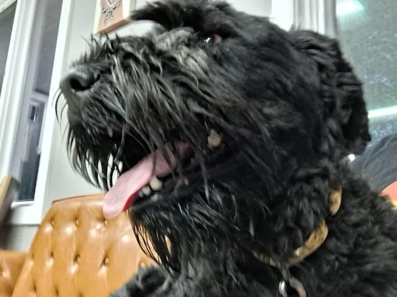 An adult large-sized female Black Schnauzer dog named Sprout for adoption in Lansing, MI