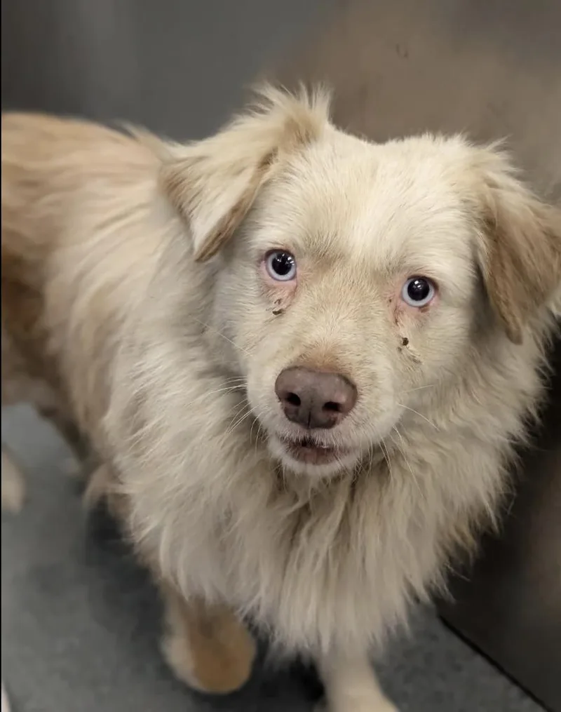 An adult medium-sized male Australian Shepherd dog named Georgia  Falcore for adoption in Arlington, TX