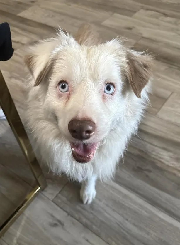 Georgia  Falcore thumbnail 2